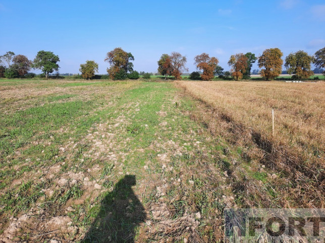 Działka Sprzedaż Kurów 7