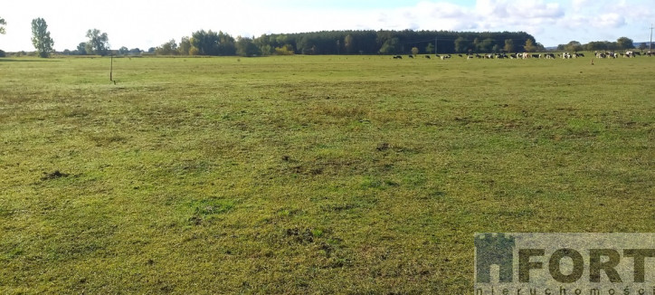 Działka Sprzedaż Borzysławiec 5