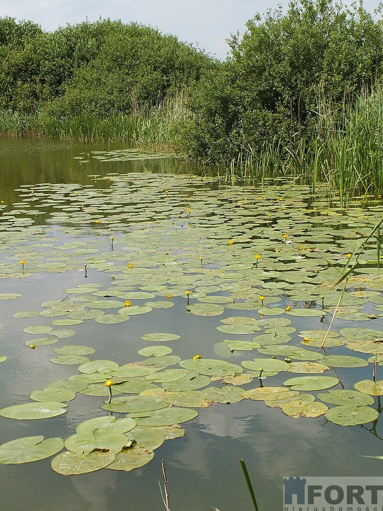 Działka Sprzedaż Giżyn