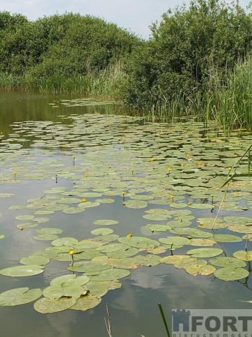 Działka Sprzedaż Giżyn 3