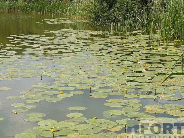 Działka rolna 3000 m2 Giżyn z dostępem do jeziora