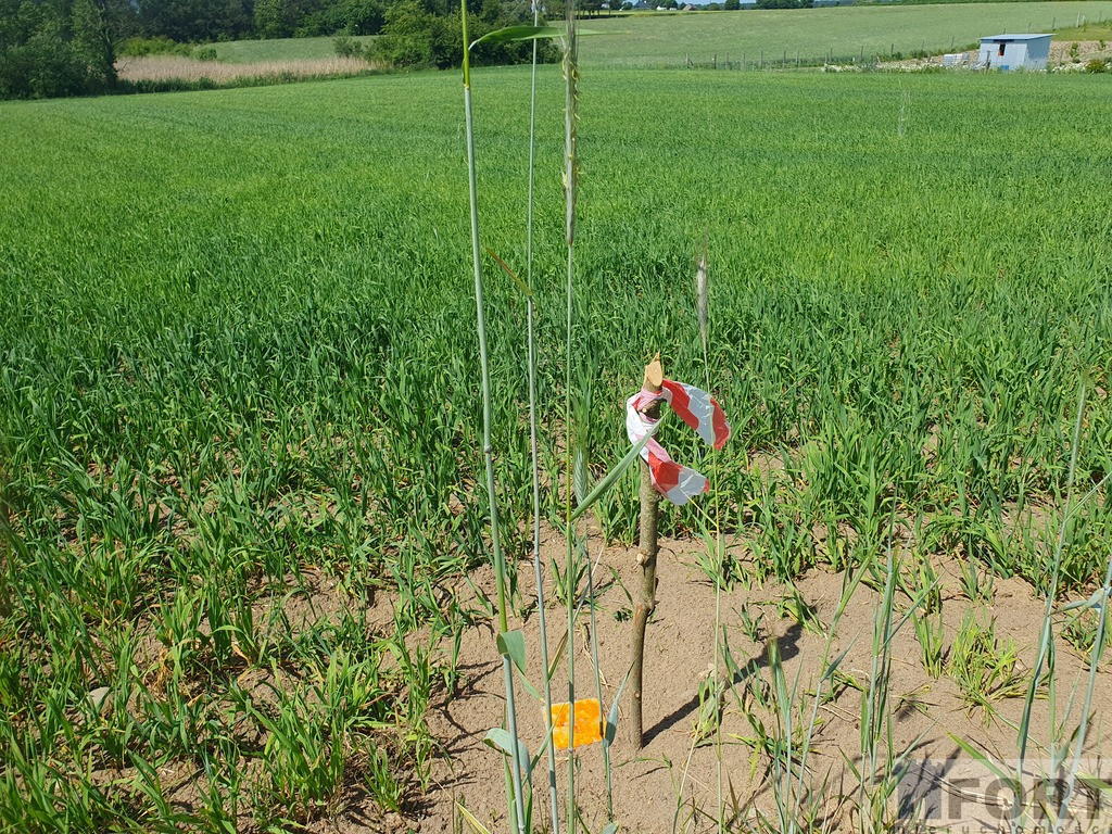 Działka Sprzedaż Zieleniewo