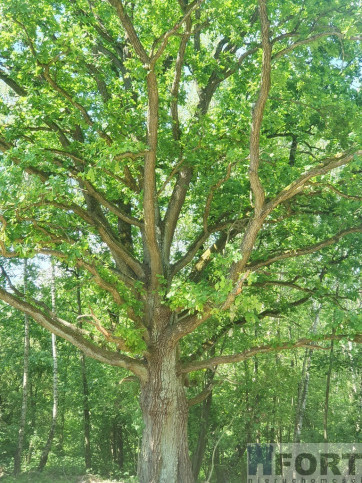 Działka Sprzedaż Zieleniewo 6