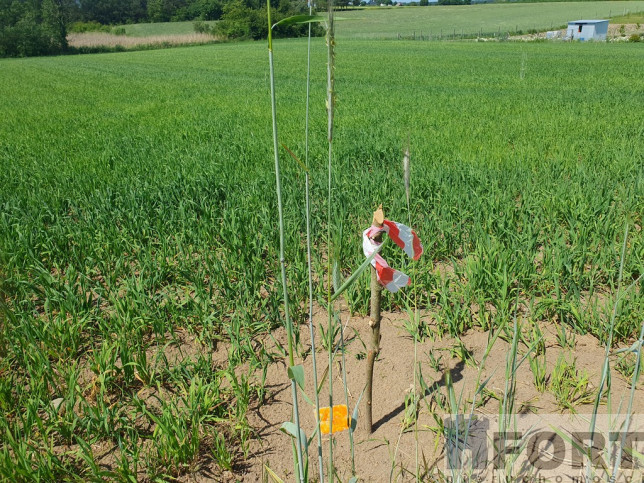 Działka Sprzedaż Zieleniewo 6