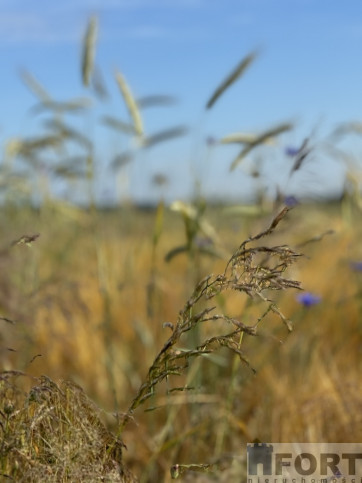 Działka Sprzedaż Goleniów 4